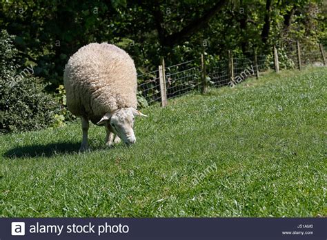 Sheep Carcasses Hi Res Stock Photography And Images Alamy