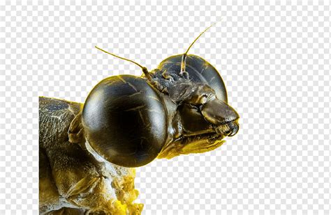 Стрекоза насекомое Pixabay Составной глаз Иллюстрация Стрекоза крупным