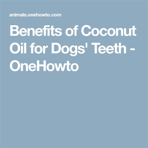 Benefits Of Coconut Oil For Dogs Teeth Onehowto Coconut Oil For