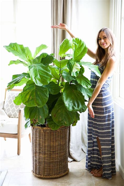 How To Keep Your Houseplants Green Gorgeous Plants Inside Plants