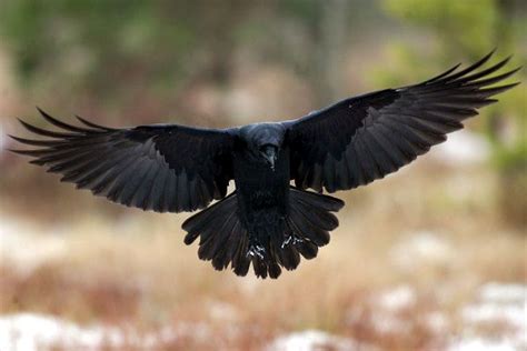 1000 Images About Ravens On Pinterest Trees Around The Worlds And