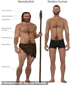 Neanderthals Did NOT Have Hunched Backs Researchers Insist Big World