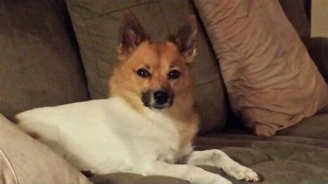 Small or large, short hair or long, our network of breeders and businesses is standing by to connect you with your dream dog. Chihuahua pomeranian - this is our Billy, born 1.5.07, Rochester NY | Cute animals, Puppies, Pup