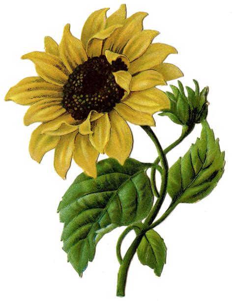 The Graphics Fairy Llc Vintage Graphic Beautiful Sunflower 2