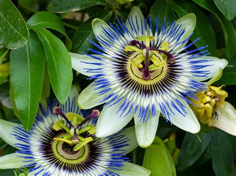 Sweet caroline medusa® green ipomoea. Climatesense: Cup And Saucer Vine Zone