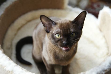 Traditional Siamese Vs Burmese Breed Comparison