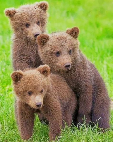 Baby Grizzly Bears Cubs Animals Paint By Numbers Paint By Numbers