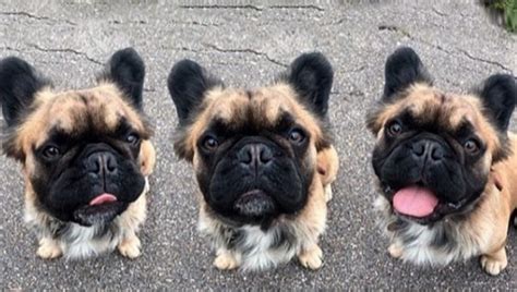 Lately, a long haired french bulldog took a lot of attention, so that's why we want to reveal all the facts about this little gremlin. People are Loving these New Breeds Debuting at the 2017 ...