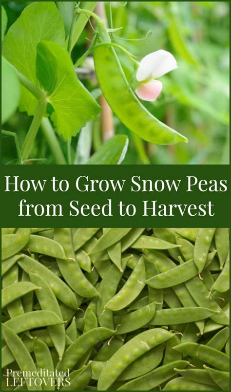 How To Grow Snow Peas From Seed To Harvest And Snow Pea Care Tips