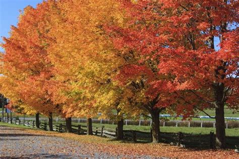 Jenny Steffens Hobick New Maple Trees October Glory