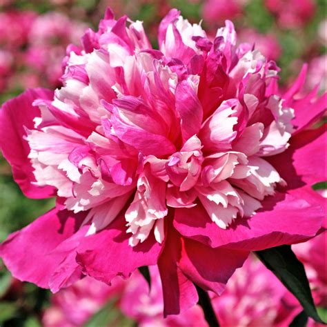Cut a long stem when the flower bud is just about to open. Deep Pink Peony Bulbs For Sale Online | Celebrity ...