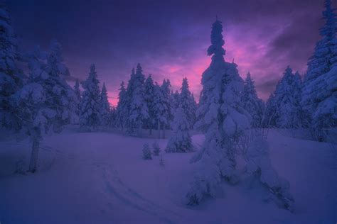 Purple Winter Forest Sunset Image Abyss
