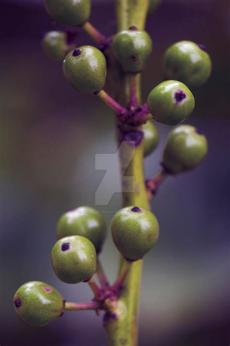 Berry Bunches by creative-photo-uk on DeviantArt