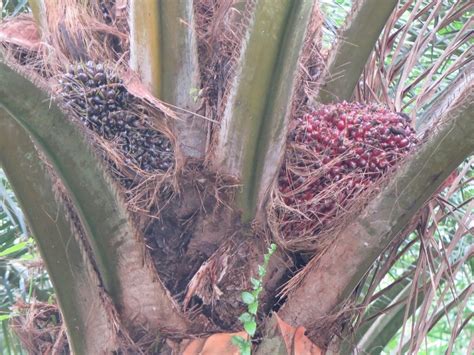 Ia adalah menantu sultan trenggono yang diberi kekuasaan di pajang. Ladang Sawit Mukim Bebar - Koperasi Pegawai-Pegawai ...