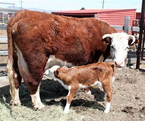 Hereford Cow And Her Calf Hereford Cows Hereford Cattle Cow Photos
