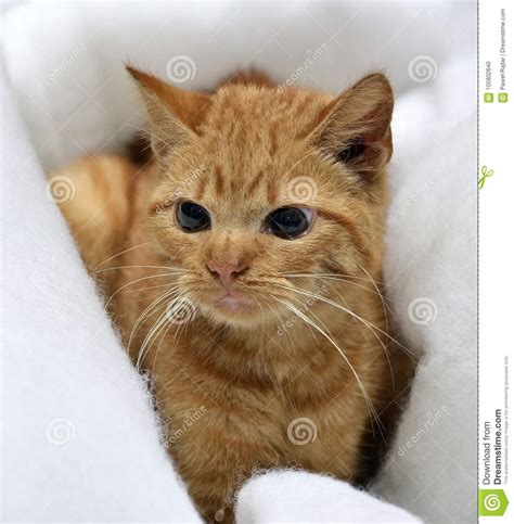 Beautiful Red Kitten At Home Portrait Photo With A Small Depth Of