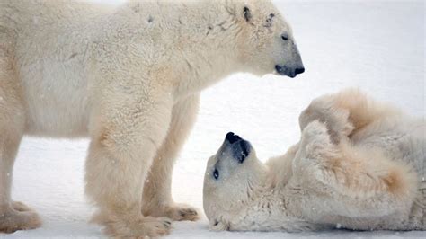Get To Know Polar Bears International Explore