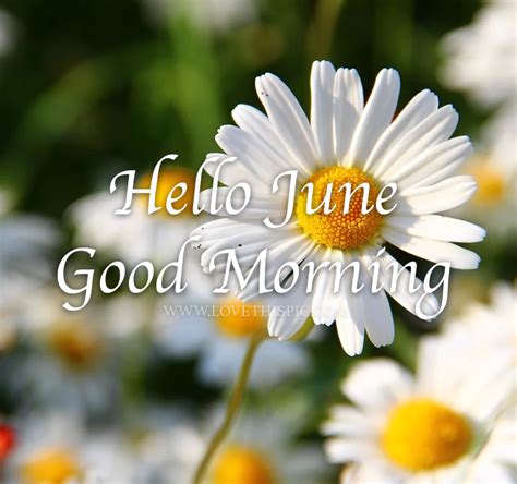 White Daisies Hello June Good Morning Pictures Photos And Images