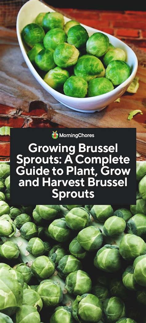 Growing Brussels Sprouts A Complete Guide To Plant Grow And Harvest