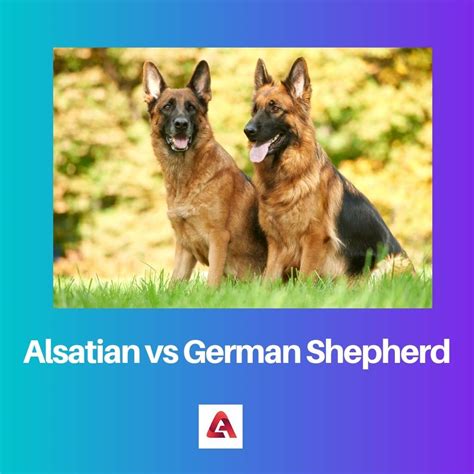 Alsatian Vs German Shepherd Difference And Comparison
