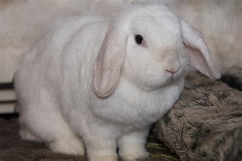 White Female Mini Lop Eared Rabbit Sitting On Floor Looking Towards