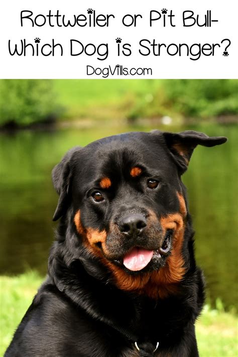 💻 wejdź i pobierz program do pit 2020/2021 za darmo lub rozlicz online. Rottweiler or Pit Bull- Which Dog is Stronger? - DogVills
