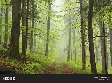 Path Trees Spring Image And Photo Free Trial Bigstock