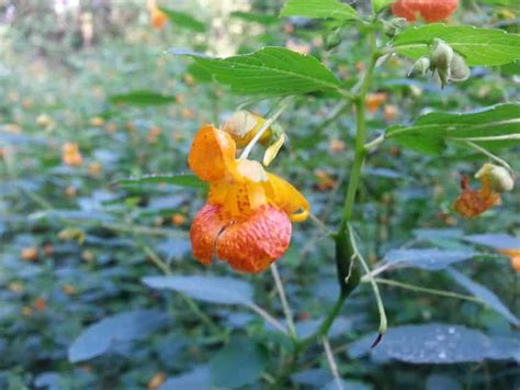 Orange Jewelweed Impatiens Capensis Growit Buildit