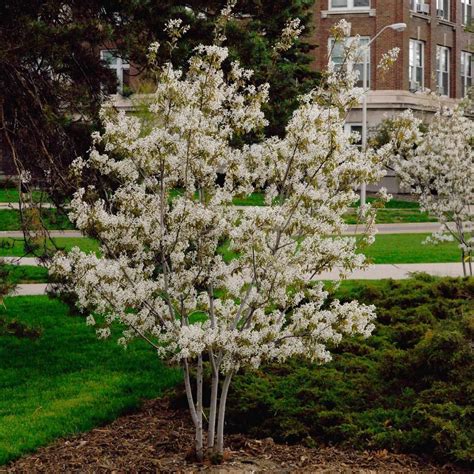 Pure white crape myrtle tree with bright white flowers (16) model# 10880. Spring Hill Nurseries 4 in. Pot Standing Ovation ...