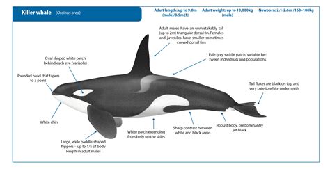Killer Whale Whale Watching Handbook