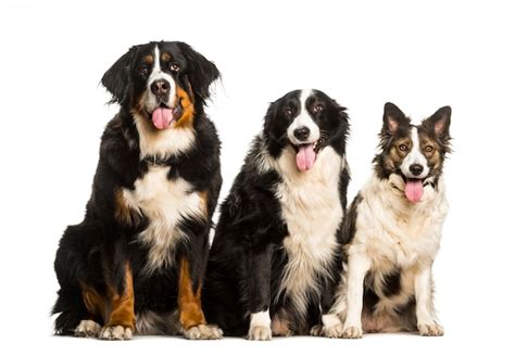 Premium Photo Bernese Mountain Dog Border Collie And Mixed Breed Dog