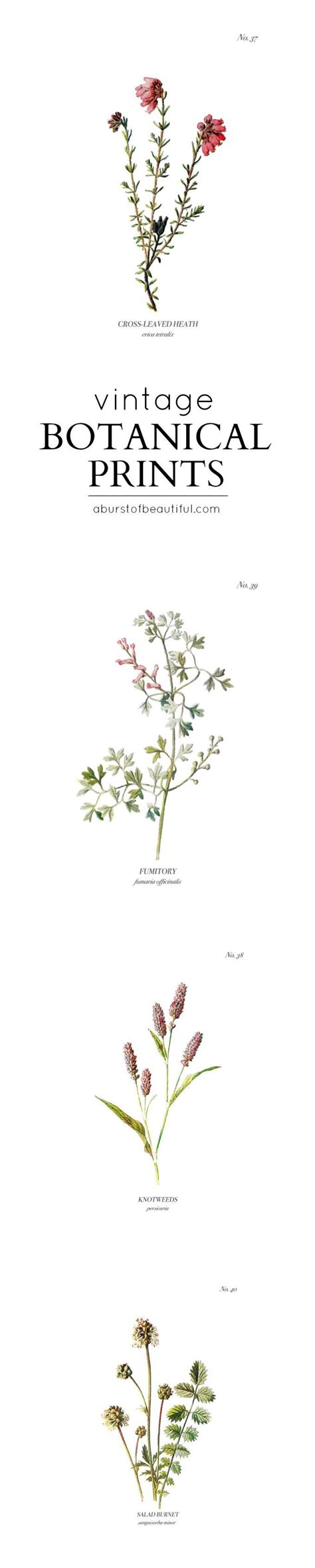 Finding Diy Home Decor Inspiration Vintage Wild Flower Botanical