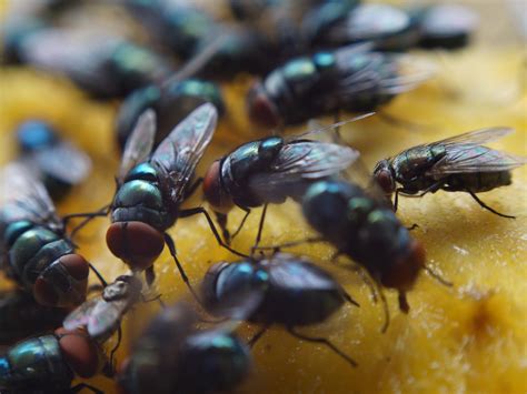 Supposing you have a deer fly infestation in your. How to Get Rid of Flies Outside, Best Ways and Natural ...