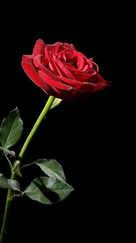 Download One Red Rose Iphone Wallpaper