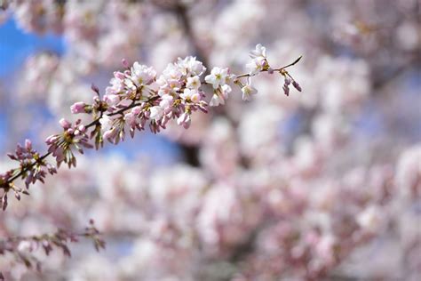Branch Brook Park Cherry Blossoms 2019 How And When To See Them