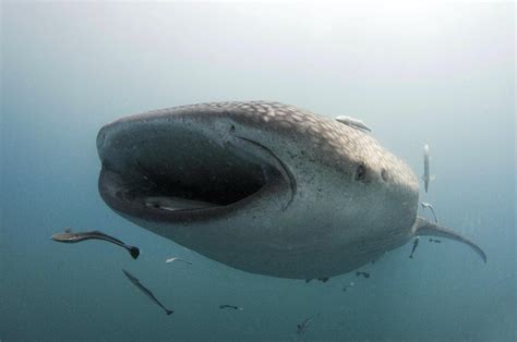 Exploring The Poor Vision Of Whale Sharks And How It Impacts Their Lives In The Wild