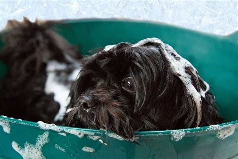 Since most dog walkers are independent contractors, they don't earn regular hourly wages and are paid there are certainly many advantages of being a dog walker such as getting to love and care for dogs. How Much Do Dog Groomers Make a Year: Guide to Salary