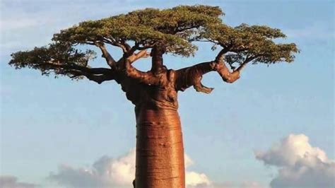 Amazing Trees Around The World 🌴 Youtube