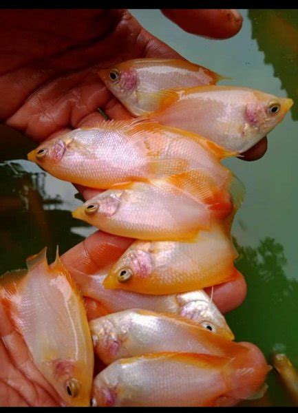 Jual Benih Ikan Gurame Padang Uk Korek Kayu Di Lapak Bibit Ikan