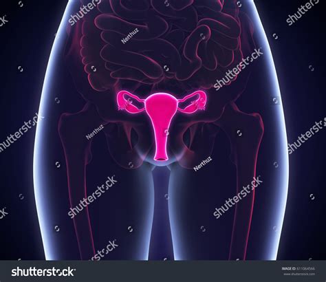 Female Reproductive System 3d Rendering Stock Illustration 611064566 Shutterstock