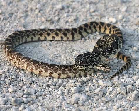 Bullsnake Found On 500 North At Kankakee Sands Nature Cons Flickr