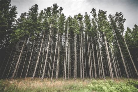 Tall Pine Tree Forest With Spooky Stock Image