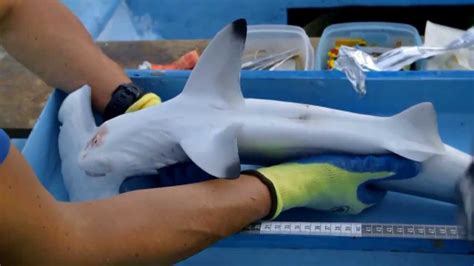 Baby Scalloped Hammerhead Shark