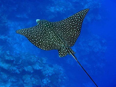 A Spotted Eagle Ray Showing Off Its Beautiful Patterns Eagle Rays Live