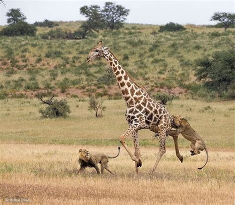 Michael Cohen Two Male Lions Hunting Giraffes Natureismetal