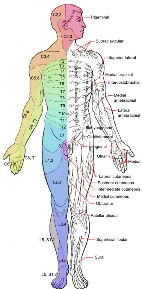Spinal Nerves Boundless Anatomy And Physiology Study Guides