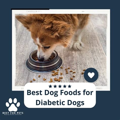 The 9 Best Dog Foods For Diabetic Dogs Of 2022