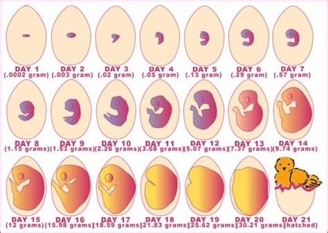 At what temperature are chicken thighs done? Friend make incubator: Free access Chicken egg incubator ...