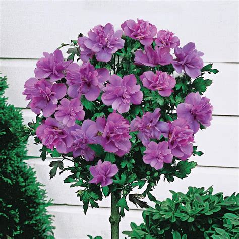 Ardens Hardy Hibiscus | Rose of Sharon | Spring Hill Nurseries