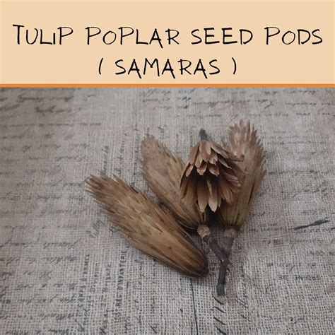 Tulip Tree Poplar Seed Pods Etsy